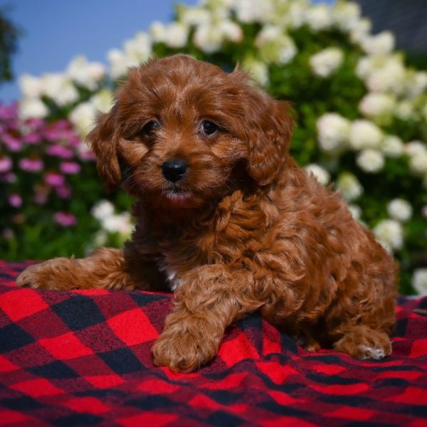 F1b Cavapoo Puppy for Sale