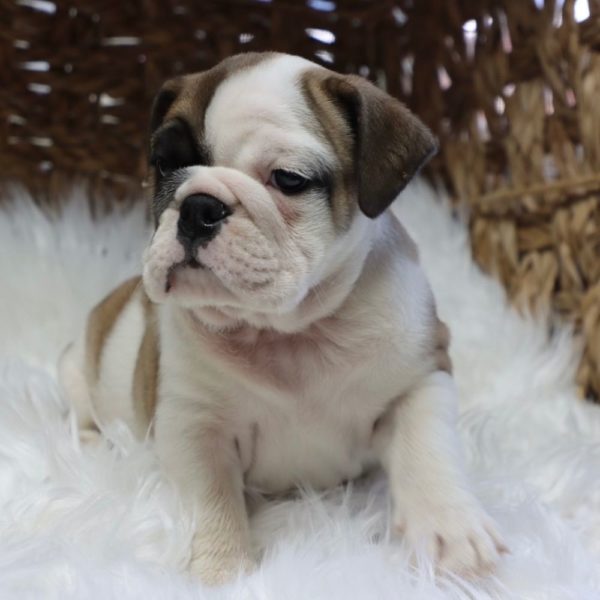 English Bulldog Puppy for Sale