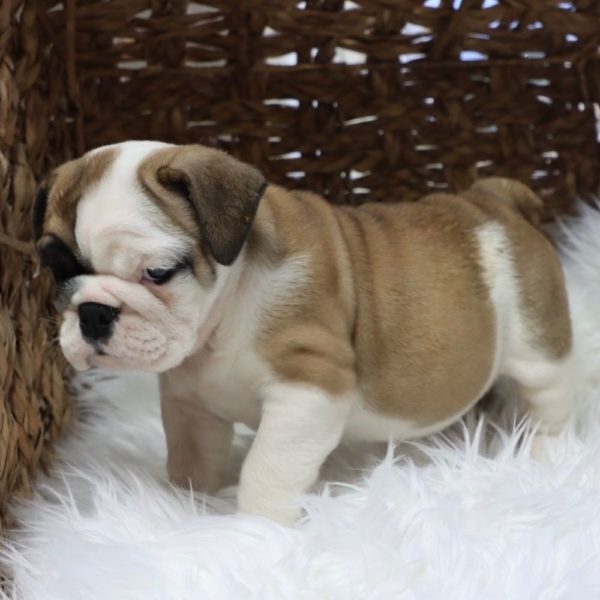 English Bulldog Puppy for Sale