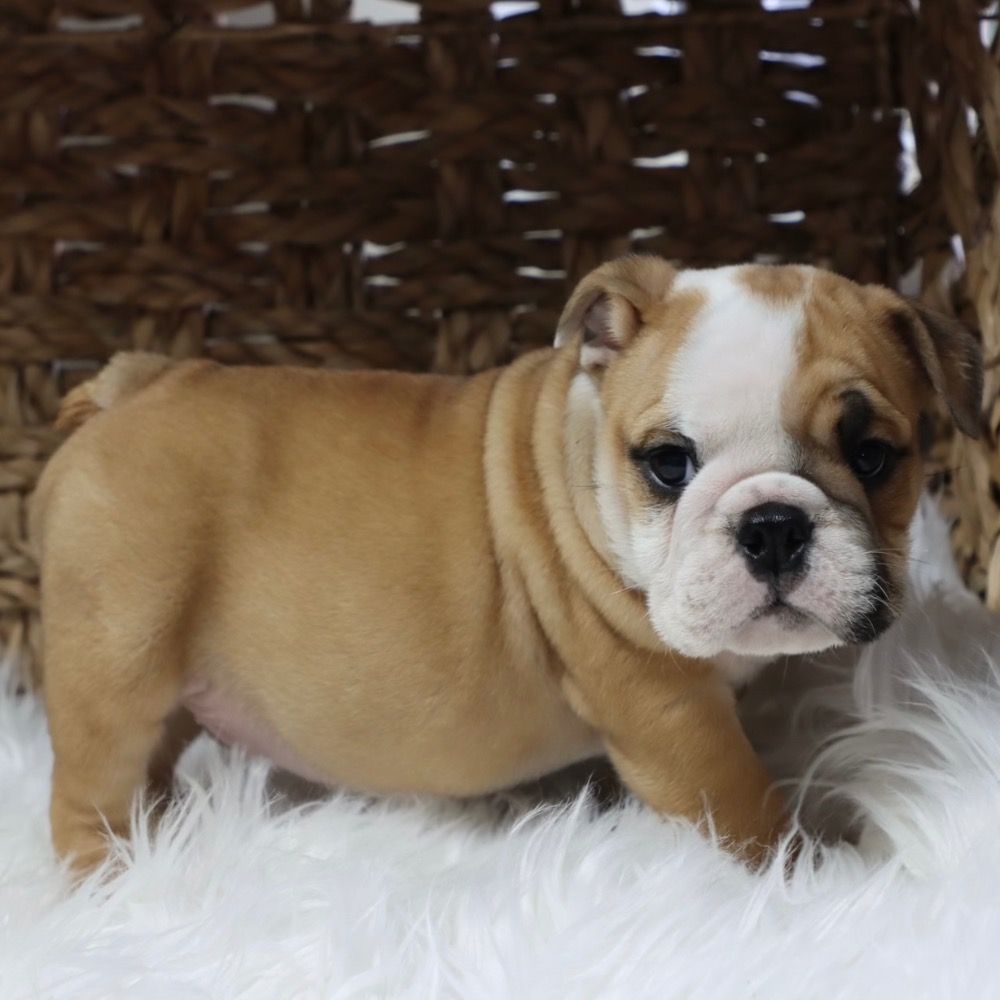 English Bulldog Puppy for Sale in NYC