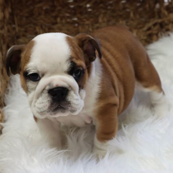 English Bulldog Puppy for Sale