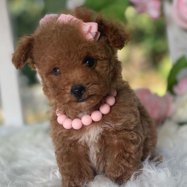 Toy Poodle Puppy for Sale