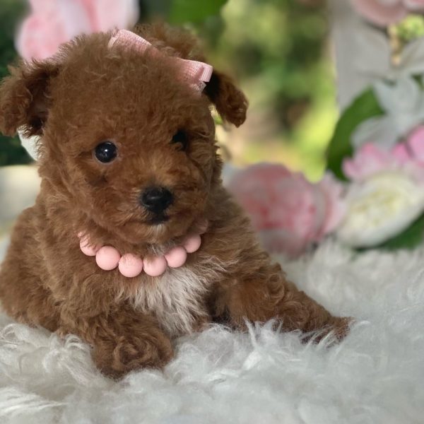 Toy Poodle Puppy for Sale