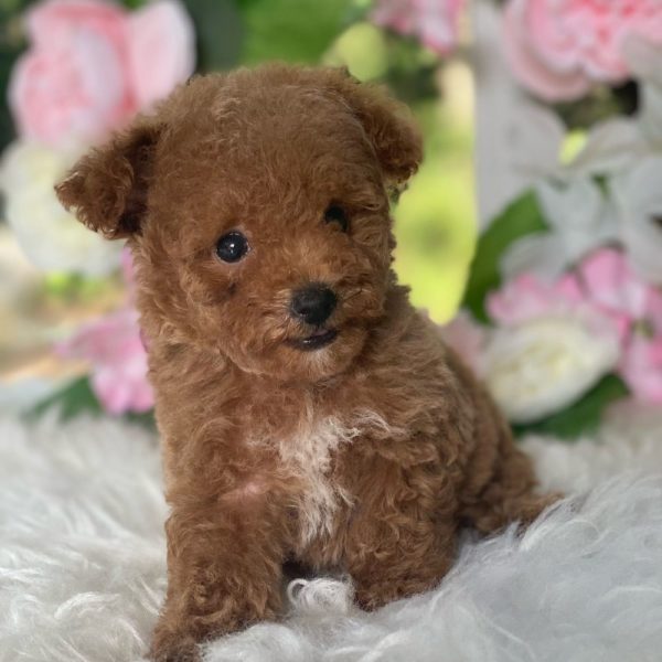 Toy Poodle Puppy for Sale