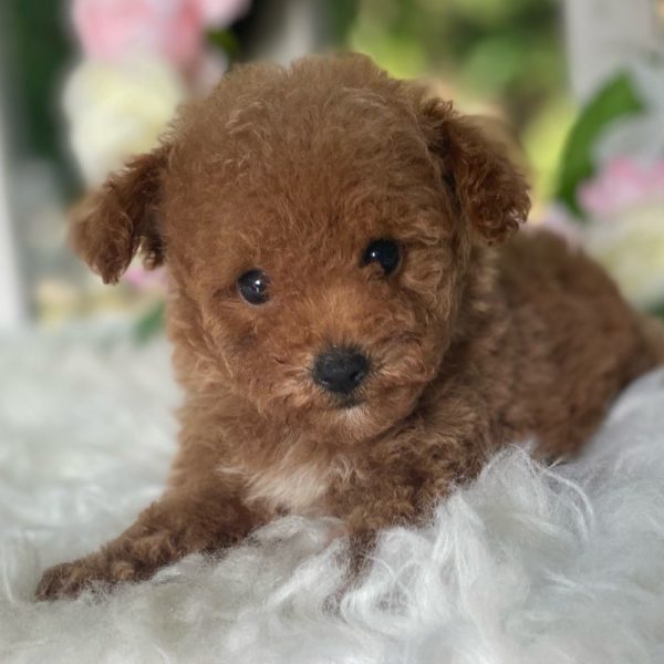 Toy Poodle Puppy for Sale