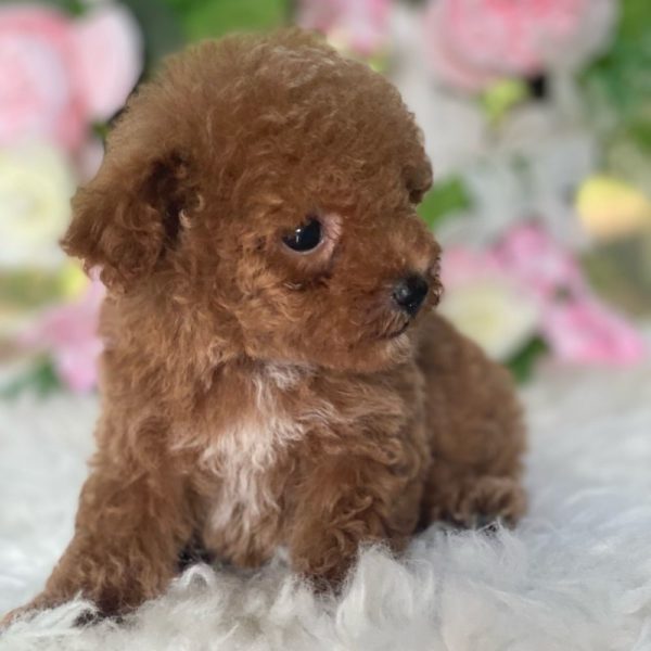 Toy Poodle Puppy for Sale