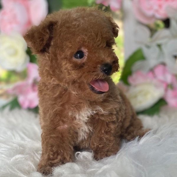 Toy Poodle Puppy for Sale