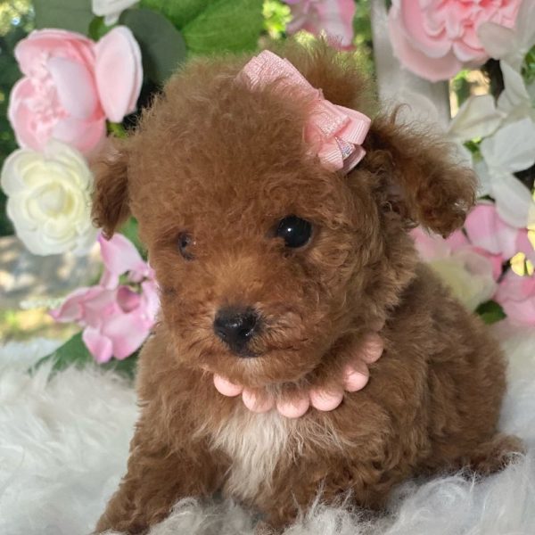 Toy Poodle Puppy for Sale