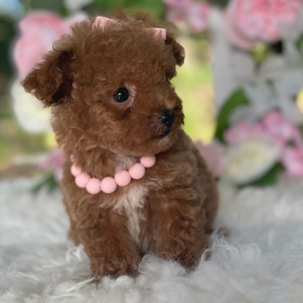 Toy Poodle Puppy for Sale