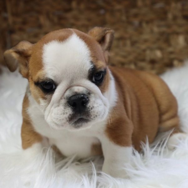 English Bulldog Puppy for Sale