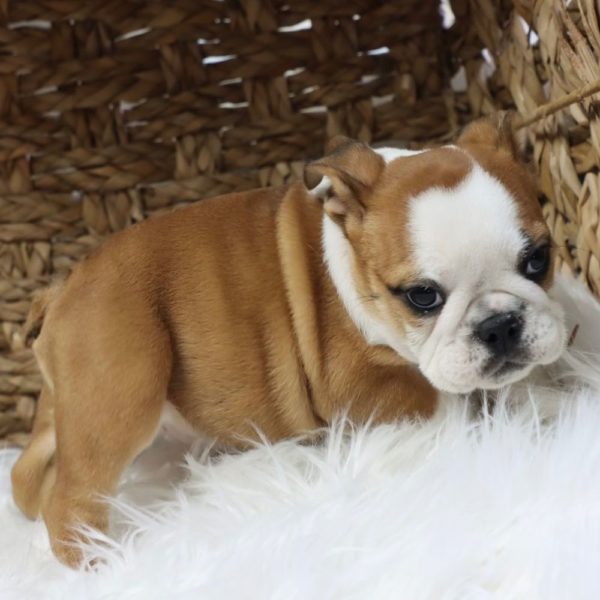 English Bulldog Puppy for Sale