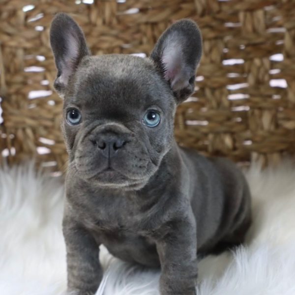 French Bulldog Puppy for Sale