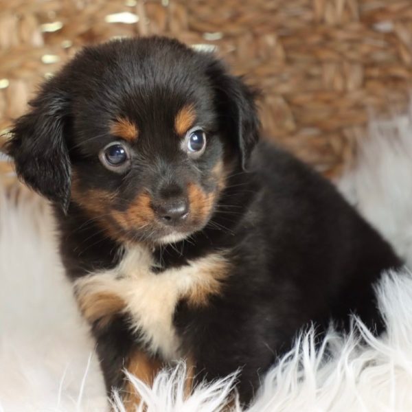 Miniature Australian Shepherd Puppy for Sale