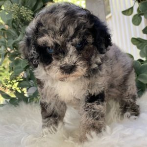 Miniature Poodle Puppy for Sale