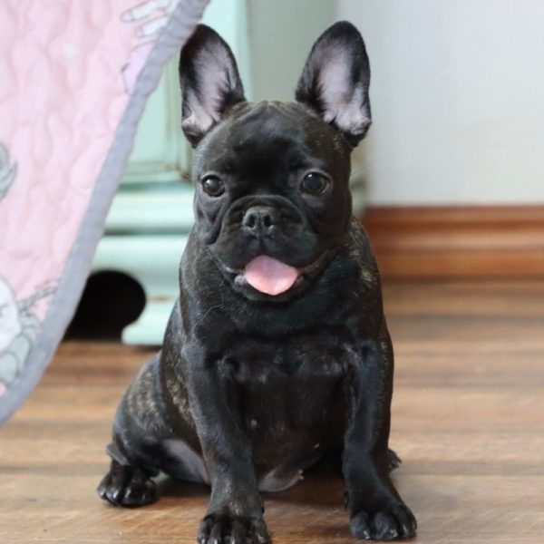 French Bulldog Puppy for Sale