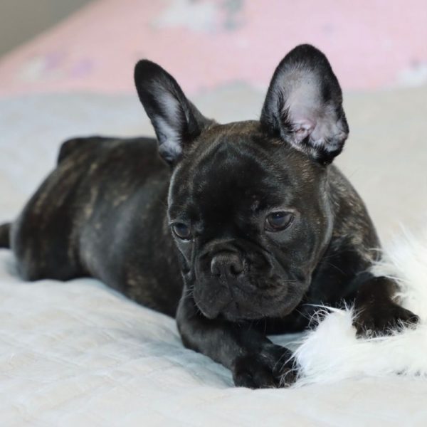 French Bulldog Puppy for Sale