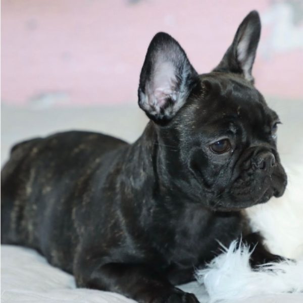 French Bulldog Puppy for Sale