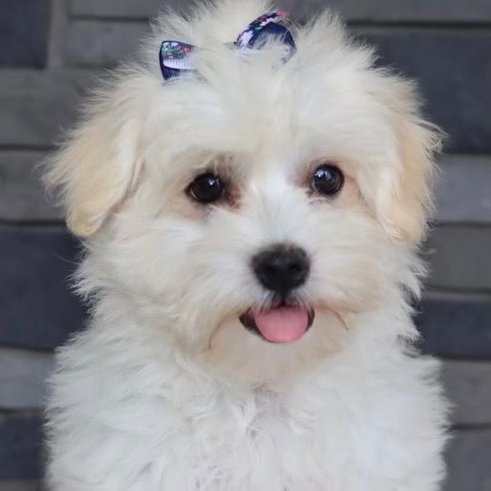 Havanese Puppy for Sale in NYC