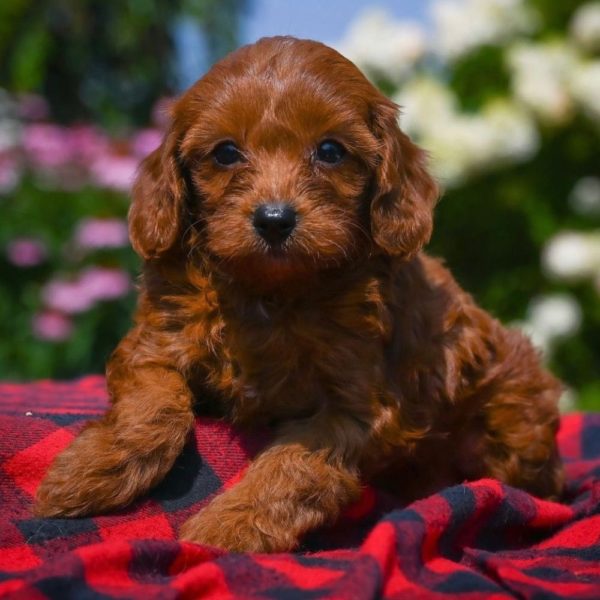 F1b Cavapoo Puppy for Sale