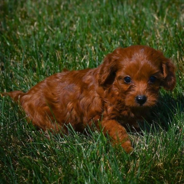 F1b Cavapoo Puppy for Sale