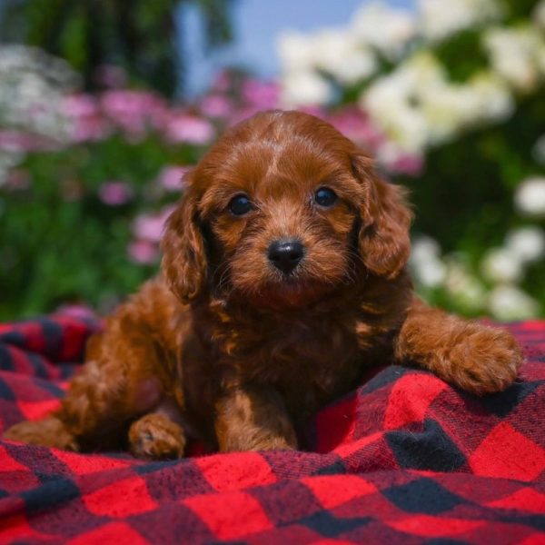 F1b Cavapoo Puppy for Sale