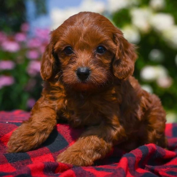 F1b Cavapoo Puppy for Sale