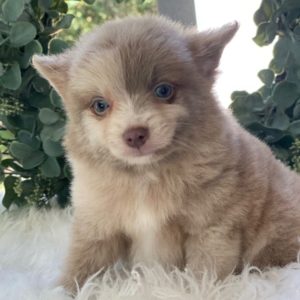 Pomchi Puppy for Sale