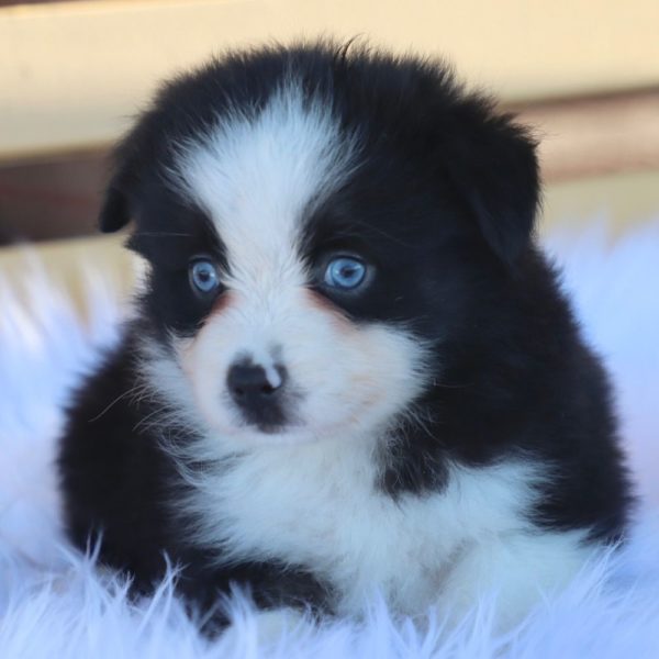 Miniature Australian Shepherd Puppy for Sale