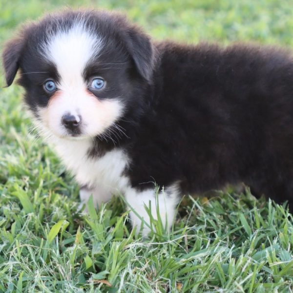 Miniature Australian Shepherd Puppy for Sale