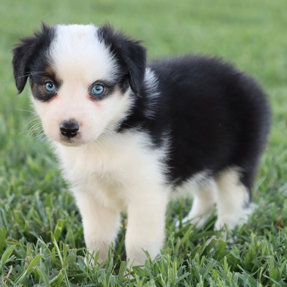 Miniature Australian Shepherd Puppy for Sale in NYC