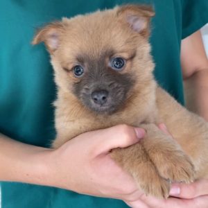 Pomchi Puppy for Sale