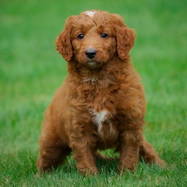 F1b Medium Goldendoodle Puppy for Sale