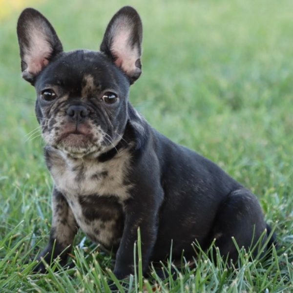 French Bulldog Puppy for Sale