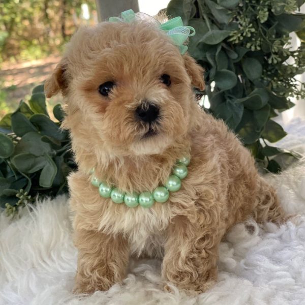 Maltipoo Puppy for Sale