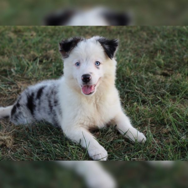 Miniature Australian Shepherd Puppy for Sale