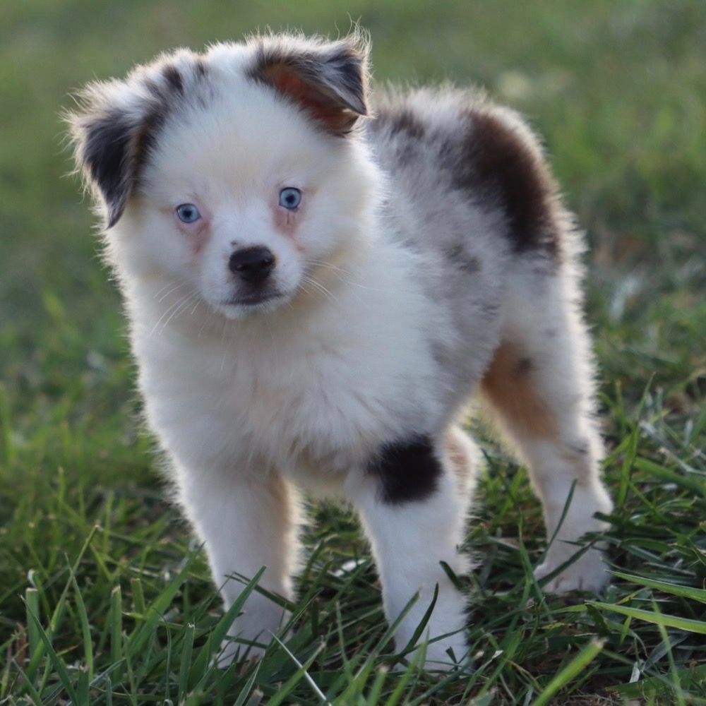 Miniature Australian Shepherd Puppies For Sale Central Parkpuppies