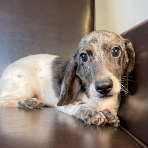 Mini Dachshund Puppy for Sale