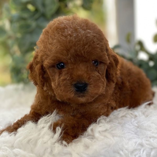 F1b Cockapoo Puppy for Sale