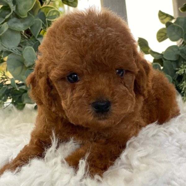 F1b Cockapoo Puppy for Sale