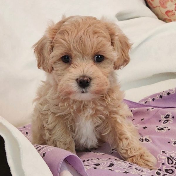 Maltipoo Puppy for Sale