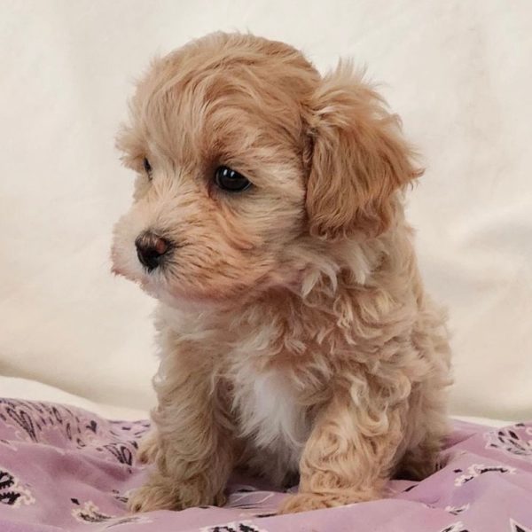 Maltipoo Puppy for Sale