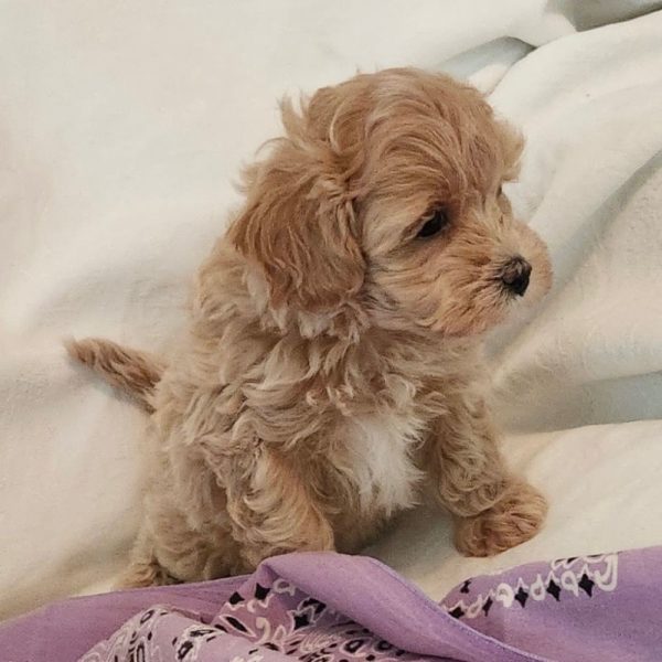 Maltipoo Puppy for Sale