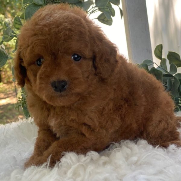 F1b Cockapoo Puppy for Sale