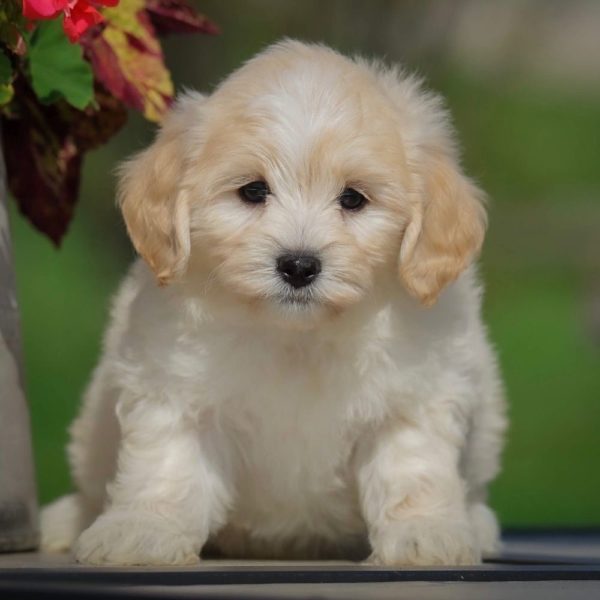 Maltipoo Puppy for Sale