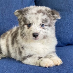Pomchi Puppy for Sale