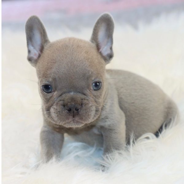 French Bulldog Puppy for Sale