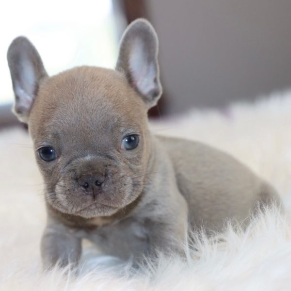 French Bulldog Puppy for Sale