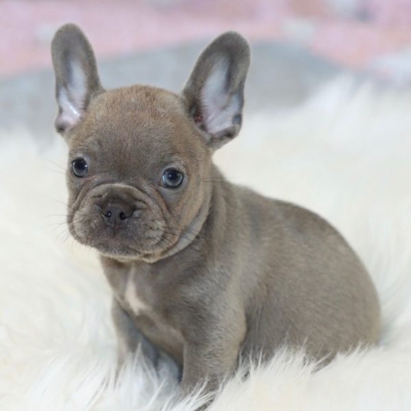 French Bulldog Puppy for Sale