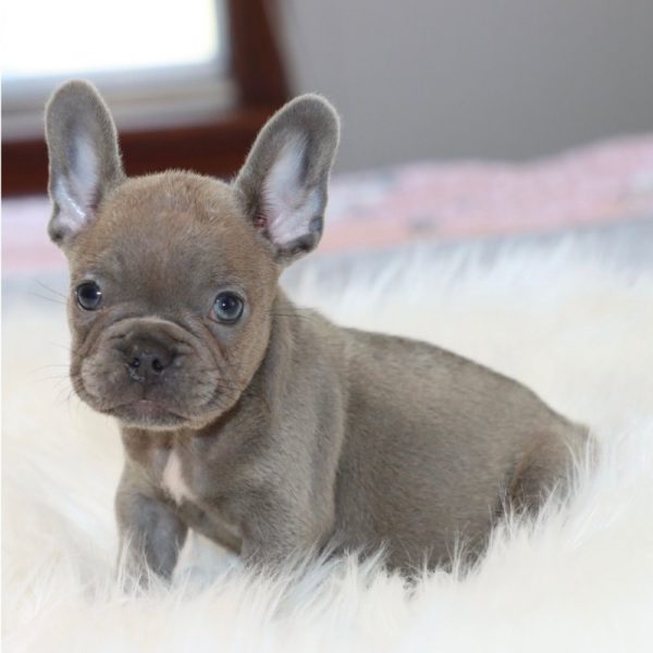 French Bulldog Puppy for Sale