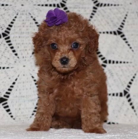 Miniature Poodle Puppy for Sale in NYC